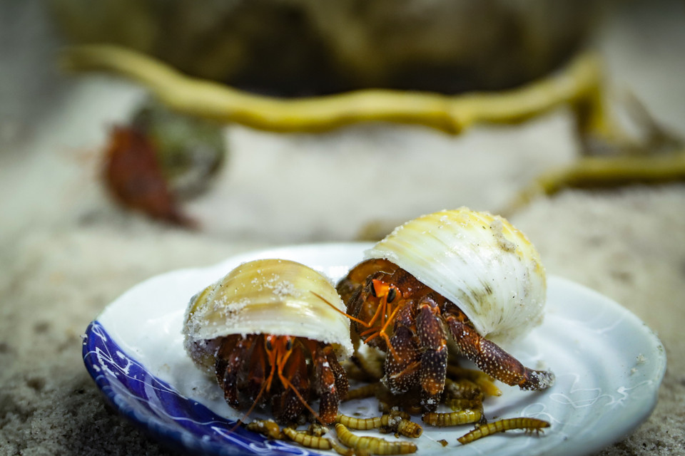 Chúng là loài động vật ăn tạp, thức ăn từ động vật cung cấp cho ốc mượn vỏ một lượng protein. Loài này thường ngủ ngày và ra kiếm ăn vào ban đêm. (Ảnh: Hoài Nam/Vietnam+)