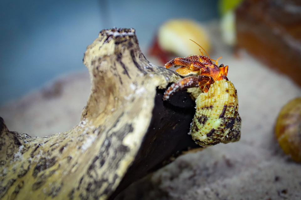 Mỗi loài thường có màu sắc khác nhau, Phượng cho biết thức ăn cũng quyết định đến sắc tố của chúng. Phượng thường cho dòng Violasen ăn hoa đậu biếc để ổn định sắc tố tím của cua cũng như bổ sung dưa hấu cho dòng cua có màu đỏ để giữ cho màu được tươi. (Ảnh: Hoài Nam/Vietnam+)