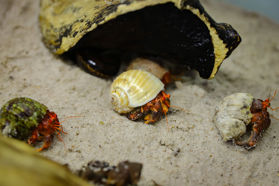 Ốc mượn hồn hay còn được gọi là cua ẩn sĩ, là loài động vật thuộc lớp giáp xác Decapoda. Phần lớn loài này có một bụng không đối xứng và mượn vỏ ốc để làm ‘nhà.’ (Ảnh: Hoài Nam/Vietnam+)