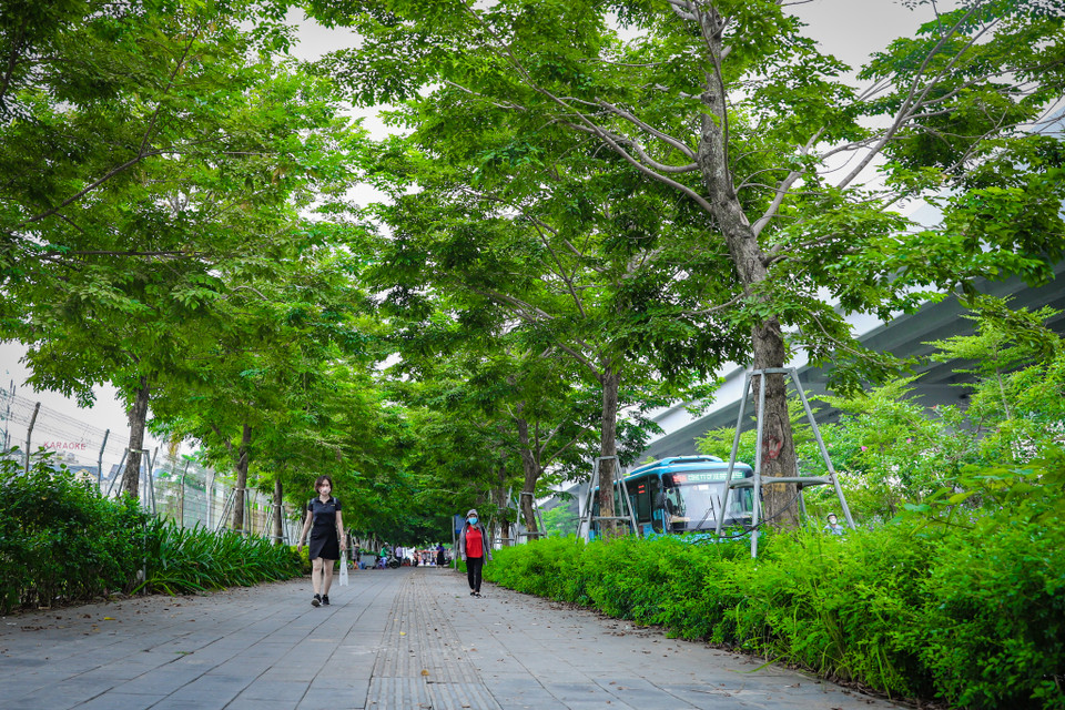 Một đoạn vỉa hè ngập tràn một màu xanh với hai tầng cây tạo không khí trong lành cho người tản bộ, không gian tươi mát như xua đi khói bụi và oi nóng của Thủ đô. (Ảnh: Hoài Nam/Vietnam+)