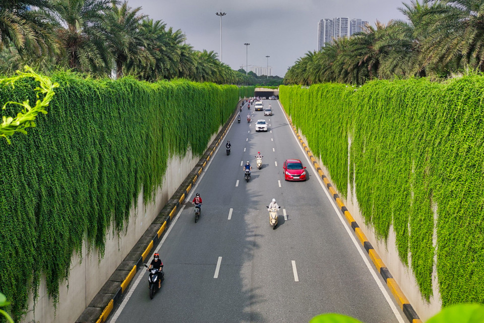 Loài cây không rụng lá vào mùa đông này tạo cảnh quan xanh mát cho con đường quanh năm. Loài cây này không có rễ phụ mọc ra từ thân cây nên không làm ảnh hưởng tới các công trình. (Ảnh: Hoài Nam/Vietnam+)