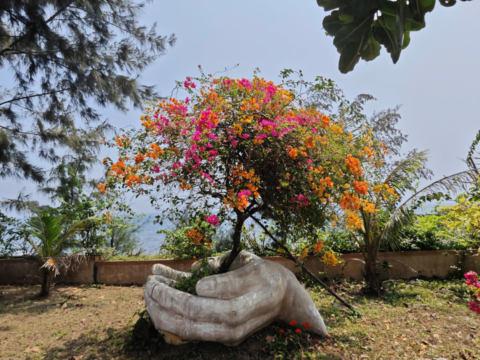 Sức sống mãnh liệt của cây hoa giấy trên đảo Cồn Cỏ. (Ảnh: Vietnam+)