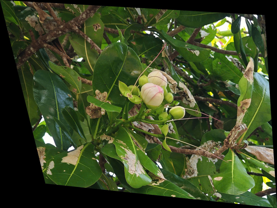 Hoa bàng vuông trên đảo Cồn Cỏ. (Ảnh: Vietnam+)