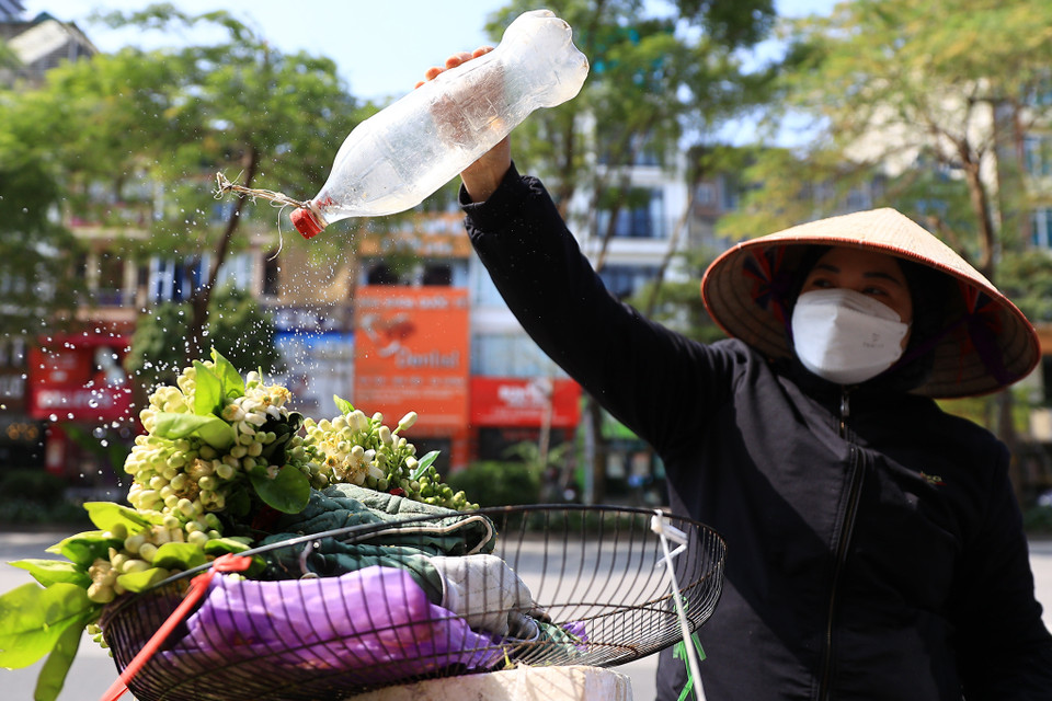 Hiện giá hoa bưởi trên thị trường dao động ở mức 20.000-30.000 đồng/lạng. Riêng hoa đã rụng khỏi cành thì rẻ hơn, chỉ 10.000 đồng/lạng. (Ảnh: Hoài Nam/Vietnam+)