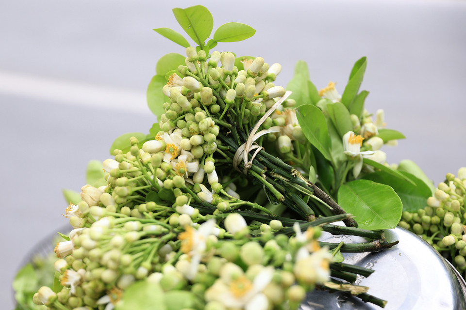 Đến hẹn lại lên, cứ đầu tháng Hai, tháng Ba hằng năm, hoa bưởi lại theo những xe hàng rong xuất hiện nhiều trên phố Hà Nội. (Ảnh: Hoài Nam/Vietnam+)