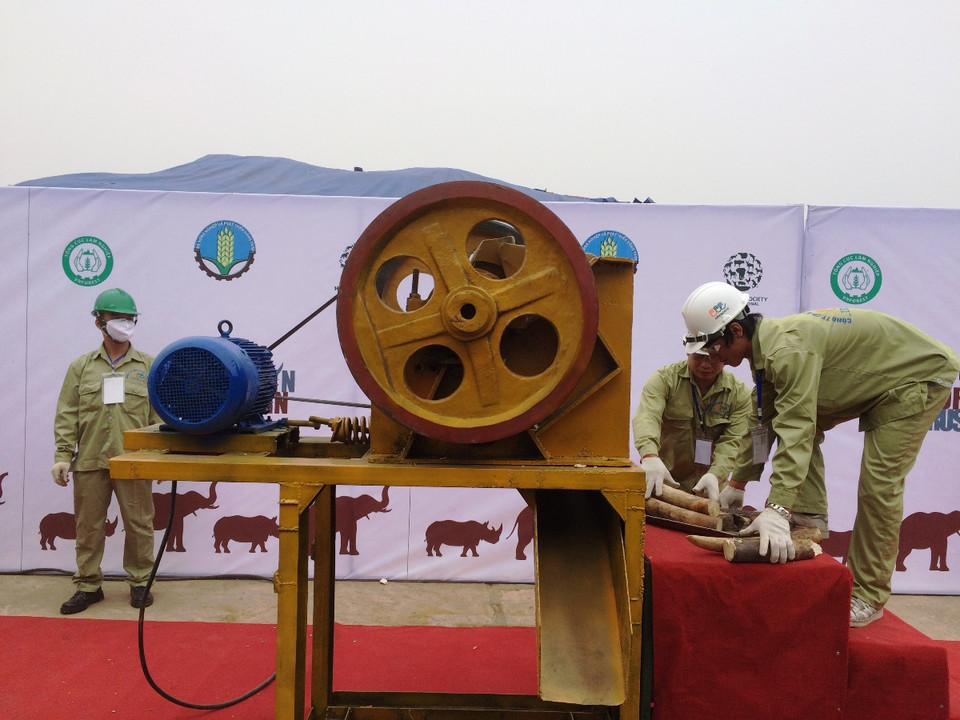 Ngà voi được cho vào máy nghiền đá. Lực lượng chức năng kiểm tra mẫu sừng tê giác trước khi tiêu hủy. 