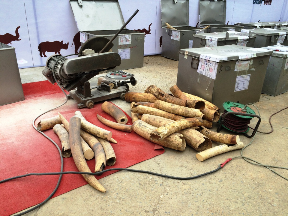 Cắt ngà voi thành khúc ngắn trước khi nghiền. (Ảnh: Thanh Tâm/Vietnam+)