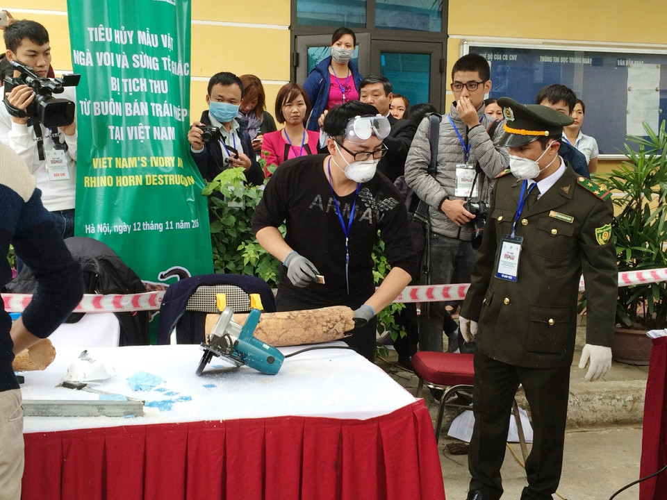 Lực lượng chức năng lấy mẫu giám định ADN để kiểm tra nguồn gốc và các thông tin liên quan đến xuất xứ của các mẫu vật. 