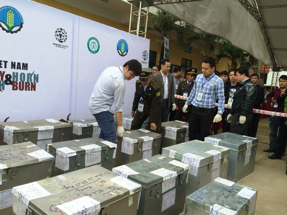 Có hơn 2 tấn ngà voi và 70kg sừng tê giác là tang vật của các vụ buôn bán trái phép sẽ bị tiêu hủy. (Ảnh: Thanh Tâm/Vietnam+)