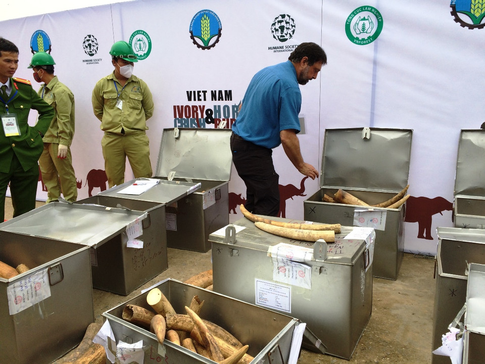 Giáo sư Samuel Wasser, Đại học Washington, Hoa Kỳ lấy mẫu các sản phẩm để thực hiện giám định ADN. (Ảnh: Thanh Tâm/Vietnam+)