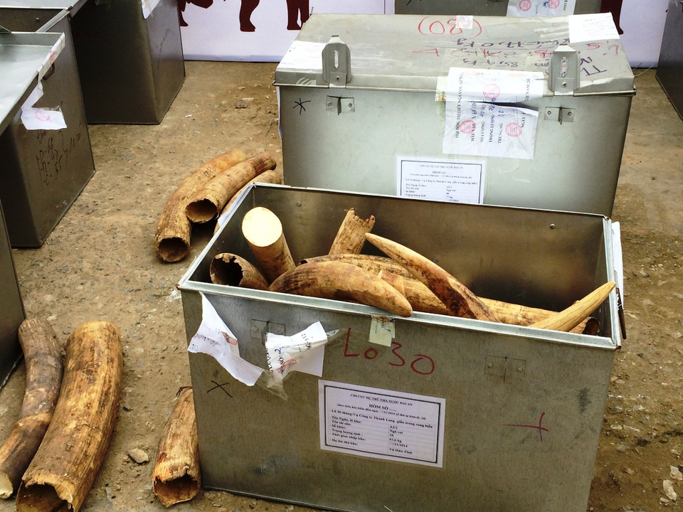 Khoảng trên 2 tấn ngà voi là tang vật của việc buôn bán trái phép sẽ được tiêu hủy. (Ảnh: Thanh Tâm/Vietnam+)