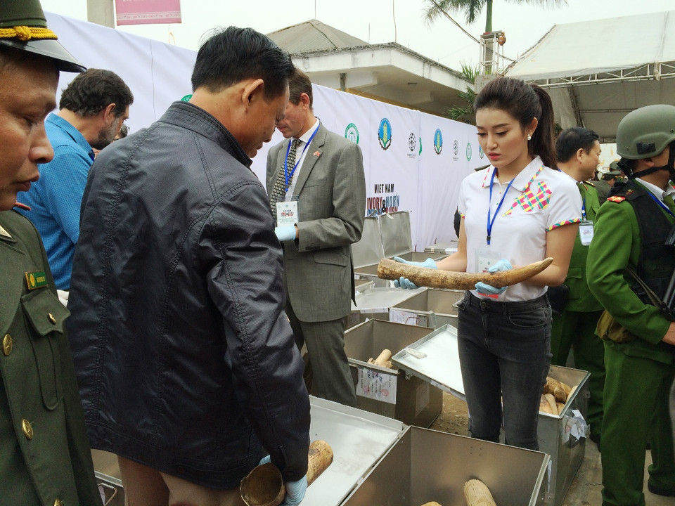 Á hậu Việt Nam 2014 Nguyễn Trần Huyền My đại diện cho thế hệ trẻ Việt Nam nói không với các sản phẩm động vật hoang dã. (Ảnh: Thanh Tâm/Vietnam+)