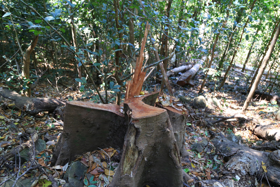 Một cây có đường kính lớn bị chặt hạ tại lâm phần của Công ty TNHH Hoàng Ba quản lý,thuộc địa phận Quảng Trực, Đắk Nông. Ảnh : (Hưng Thịnh/TTXVN)