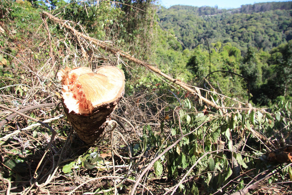 Thân gỗ bị chặt đứt giữa đống ngổn ngang thuộc địa phận Đà Lạt, Lâm Đồng. (Ảnh: Đặng Tuấn/TTXVN)