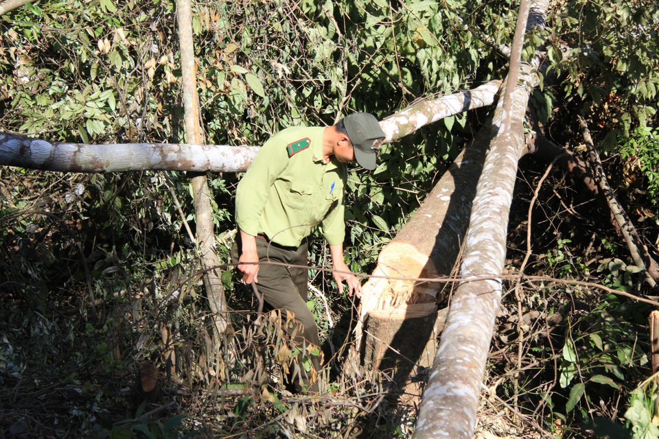 Hàng chục cây gỗ tạp (thuộc rừng lá rộng) có đường kính gốc từ 10–50cm vừa bị cưa hạ nằm ngổn ngang trên khu vực rộng khoảng 3.000m2 thuộc địa phận Đà Lạt, Lâm Đồng. (Ảnh: Đặng Tuấn/TTXVN)