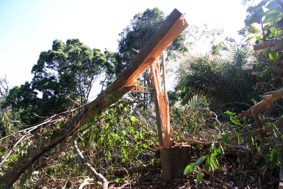 Một cây gỗ bị đổ gập giữa rừng thuộc địa phận Đà Lạt, Lâm Đồng. (Ảnh: Đặng Tuấn/TTXVN)