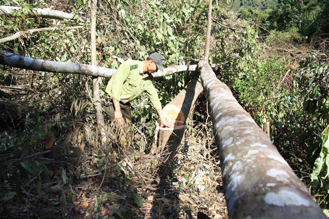 Sáng 20/2/2020, tại lô B, khoảnh 6, tiểu khu 159, lâm phần do Công ty TNHH Vạn Thành quản lý (thuộc địa bàn phường 5, thành phố Đà Lạt, tỉnh Lâm Đồng), cơ quan chức năng bắt quả tang 3 đối tượng có hành vi chặt phá rừng trái phép. (Ảnh: Đặng Tuấn/TTXVN) 