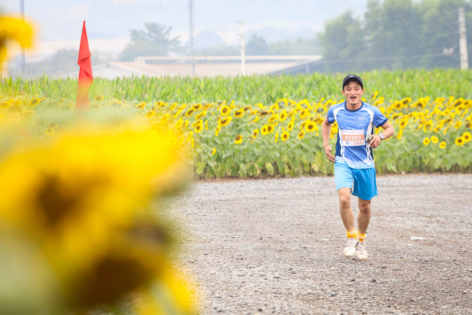 Đáng chú ý, giải chạy được tổ chức tại cánh đồng hoa hướng dương rộng hàng trăm hecta thuộc cụm trang trại bò sữa TH, qua đó tạo thêm sự hưng phấn và thích thú cho hơn 1.000 người tham dự. (Ảnh: PV/Vietnam+) 