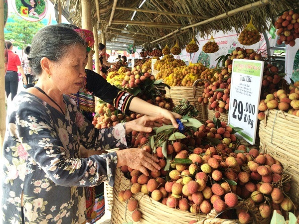 Người tiêu dùng lựa chọn mua vải thiều Lục Ngạn tại Tuần lễ vải thiều ở Hà Nội. (Ảnh: Thanh Tâm/Vietnam+)