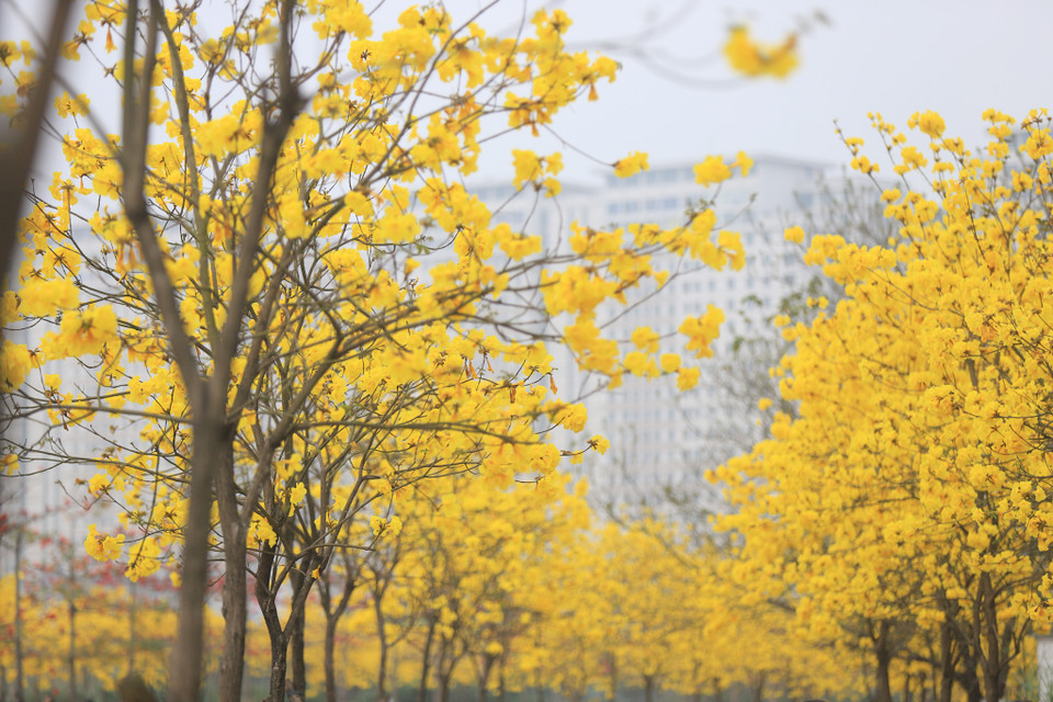 Cây phong linh vàng là loài hoa thân gỗ có nguồn gốc từ Nam Mỹ, hoa của cây là giống hoa lớn, mọc thành chùm và có màu vàng tươi rực rỡ. (Ảnh: Hoài Nam/Vietnam+)
