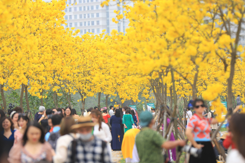 Tại con đường trong khu đô thị Park City (Hà Đông, Hà Nội), hàng trăm cây phong linh đang bung hoa rực rỡ thu hút người dân đến đây ngắm cảnh và chụp ảnh. (Ảnh: Hoài Nam/Vietnam+)