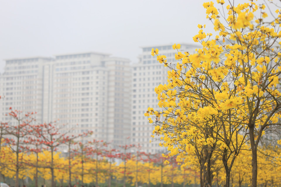 Loài cây này thường được trồng làm cảnh quan cho các khu đô thị, công trình công cộng được nhiều nơi lựa chọn để mang lại không gian tươi mới vào mùa Xuân. (Ảnh: Hoài Nam/Vietnam+)