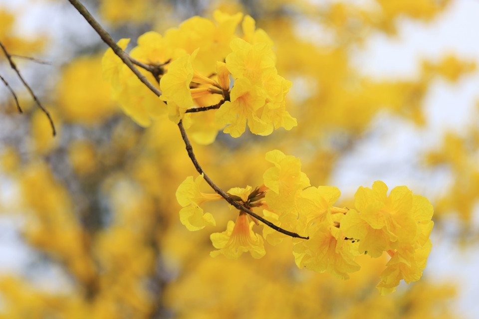 Với kiểu hoa hình chuông và sắc vàng tươi nên cây phong linh vàng còn được gọi là ‘cây chuông vàng.’ (Ảnh: Hoài Nam/Vietnam+)