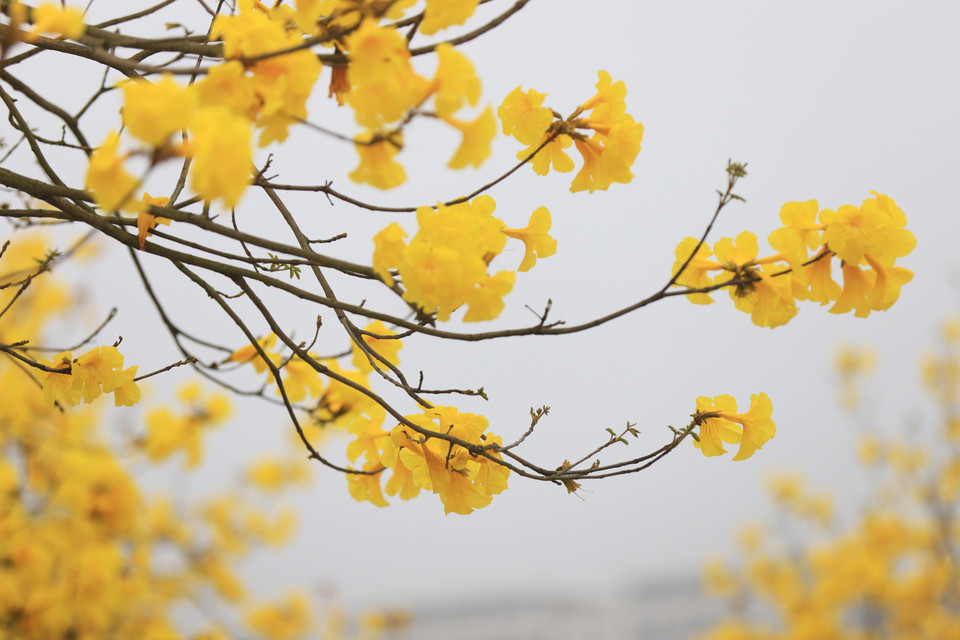 Cây ra hoa từ tháng Hai đến tháng Năm. Mỗi khi ra hoa, cây thường rụng hết lá, lộ ra cả một tán hoa màu vàng sáng rực.. (Ảnh: Hoài Nam/Vietnam+)