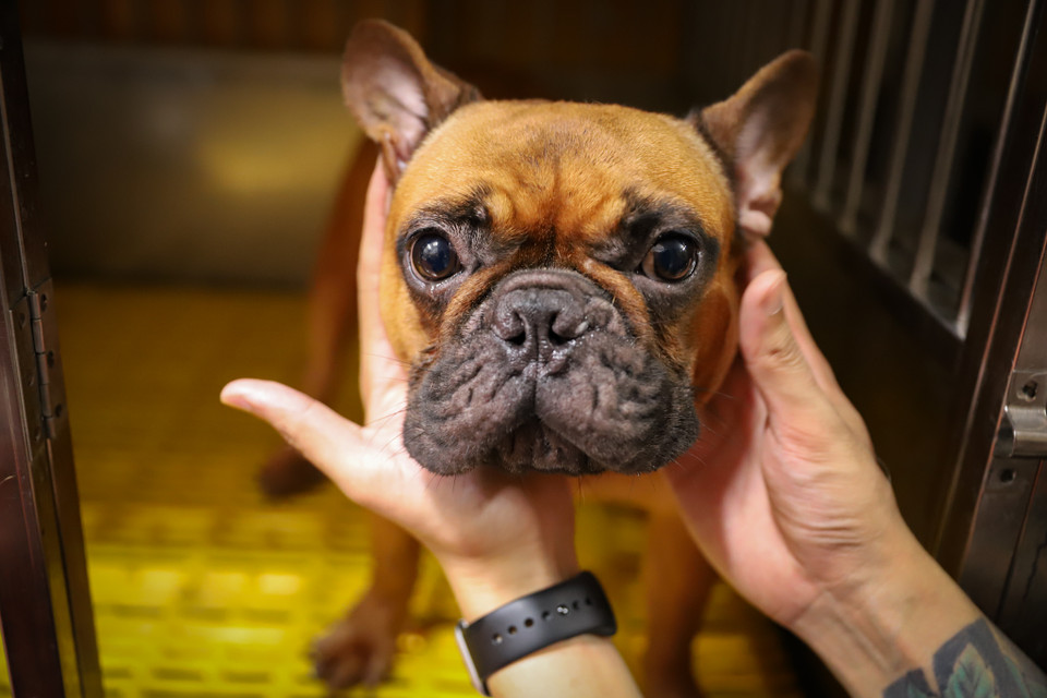 Những chú chó bull thuần chủng có thể sống khoảng 15 năm nếu được chăm sóc tốt. Con trưởng thành có thể nặng 7-15 kilogam. (Ảnh: Hoài Nam/Vietnam+)