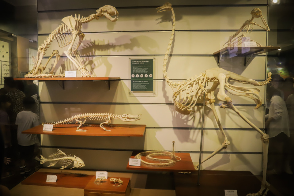 Khu vực trưng bày mẫu vật về sự tiến hóa của động vật có xương sống: cá không hàm có xương sống, lưỡng cư (xuất hiện khoảng 370 triệu năm trước), bò sát (300 triệu năm trước), chim (khoảng 150 triệu năm trước), thú (khoảng 200 triệu năm trước). (Ảnh: Hoài Nam/Vietnam+)