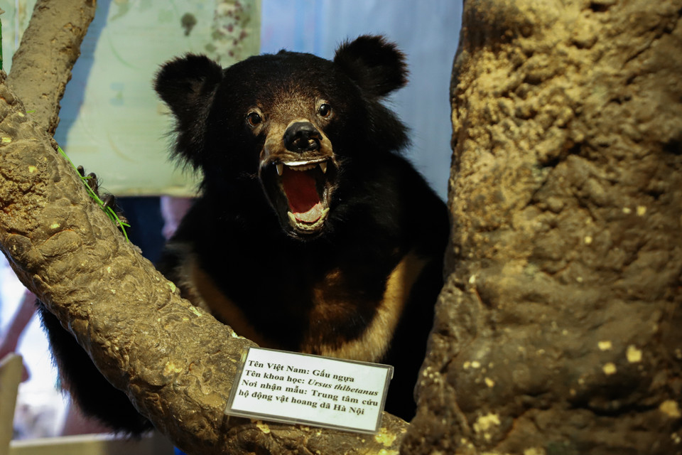 Khi bước chân vào bên trong bảo tàng thiên nhiên Việt Nam, du khách sẽ có cảm giác như ngược dòng thời gian trở về quá khứ của thời đại xa xưa, hay đang lạc giữa thiên nhiên hoang dã với vô vàn các loại động thực vật quý hiếm. (Ảnh: Hoài Nam/Vietnam+)