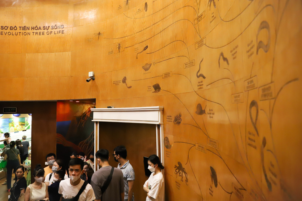 Gần 1.400 mẫu vật được trưng bày khái quát được câu chuyện lịch sử sự sống qua 3,6 tỷ năm về nguồn gốc sự sống và thiên nhiên Việt Nam. (Ảnh: Hoài Nam/Vietnam+)