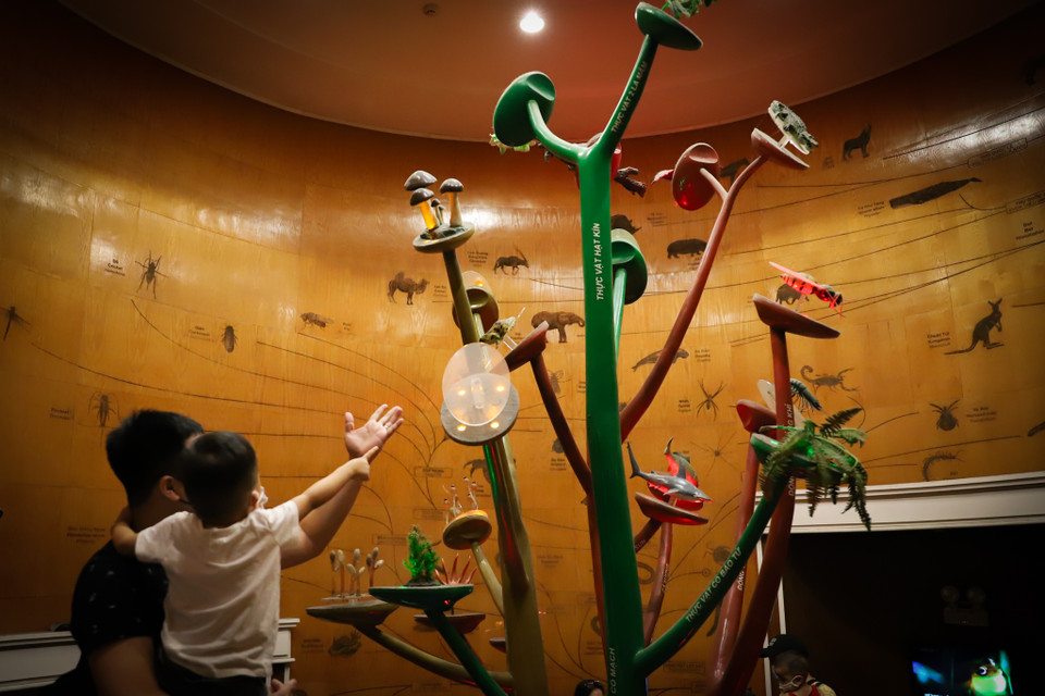 Cây tiến hoá sinh giới được trình bày khá chi tiết trên mặt tường gỗ thể hiện thế giới sự sống đa dạng với 5 giới sinh vật: Tiền nhân, nguyên sinh, nấm, thực vật và động vật. (Ảnh: Hoài Nam/Vietnam+)