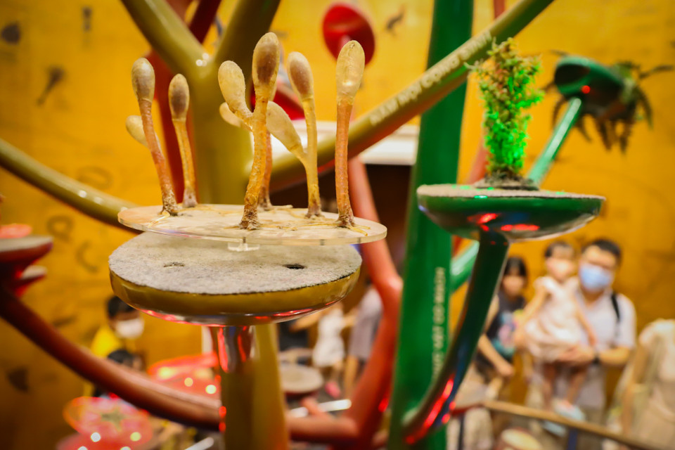 Bảo tàng Thiên nhiên Việt Nam mở cửa đón khách từ 8 giờ 30 phút đến 16 giờ 30 phút thứ Năm đến Chủ Nhật hằng tuần. Riêng thứ Ba và thứ Tư, bảo tàng chỉ tiếp nhận các đoàn đã đăng ký trước như trường học hay các đơn vị tổ chức khác. (Ảnh: Hoài Nam/Vietnam+)