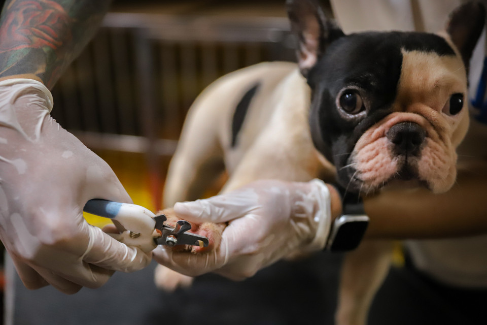 Giống chó này thường gặp một số bệnh nấm ngoài da và đường tiêu hóa. Khi mắc bệnh, chúng có dấu hiệu chán ăn, ít vận động. (Ảnh: Hoài Nam/Vietnam+)