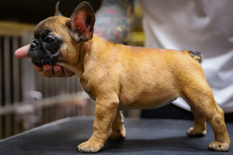 Theo anh Trung, một chú chó bull tiêu chuẩn phải có thân hình cân đối; mặt nhăn, mũi tẹt và đuôi chỉ nhú sát thân người. Giống bull Pháp có 3 màu cơ bản như đen, nâu và bò sữa. (Ảnh: Hoài Nam/Vietnam+)