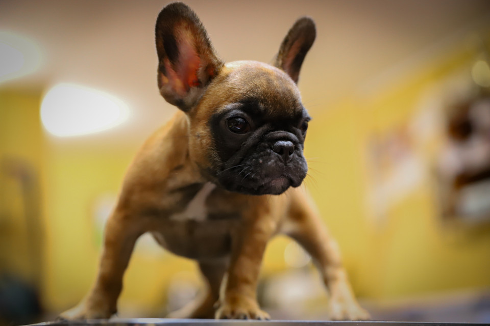 Mỗi năm, có khoảng 60-70 chú chó con được xuất ra ngoài thị trường với giá 20-50 triệu đồng hoặc một lần phối giống anh thu về 5-7 triệu đồng. (Ảnh: Hoài Nam/Vietnam+)