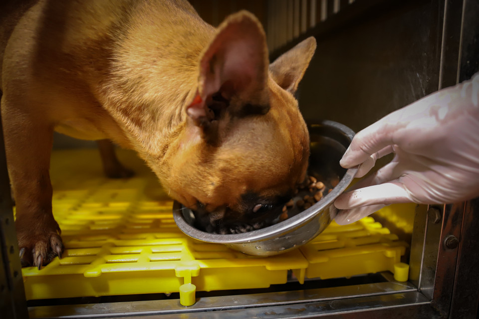 Để cơ thể chúng phát triển khoẻ mạnh, không bị ốm vặt, đều đặn mỗi ngày anh cho ăn 2 lần. Thức ăn của những chú chó này chủ yếu là thịt bò, thịt gà xay nhuyễn trộn với hạt và cơm. Mỗi ngày anh Trung bổ sung thêm sữa tươi, sữa chua vào bữa phụ để ổn định hệ tiêu hóa cho chó. (Ảnh: Hoài Nam/Vietnam+)