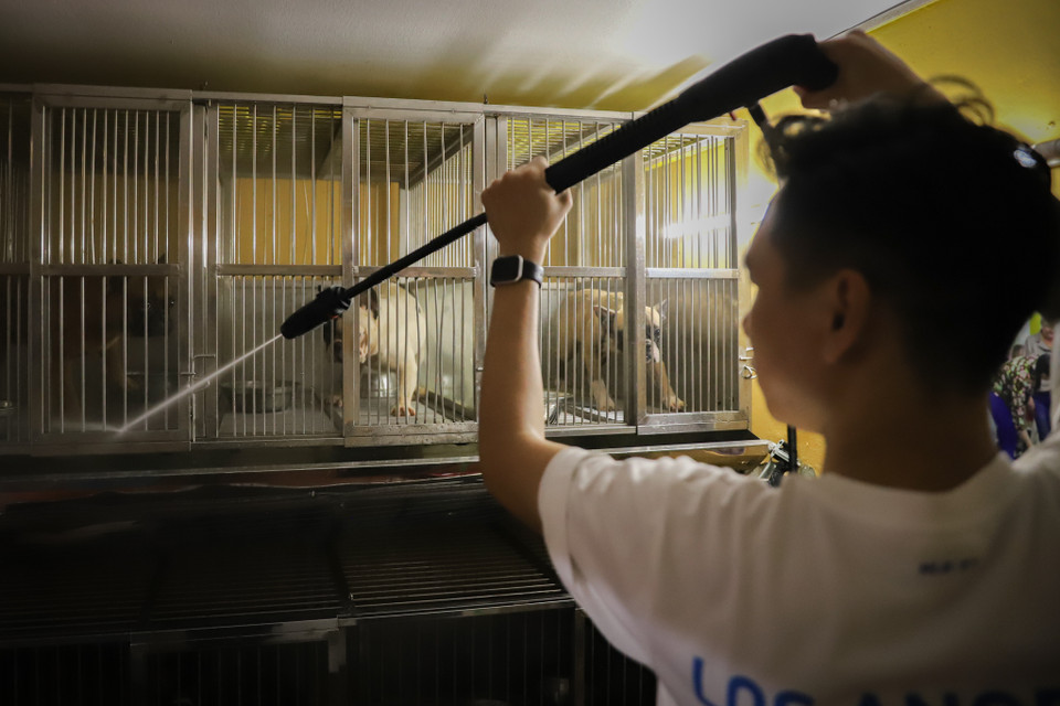 Để duy trì môi trường sống sạch sẽ cho những chú cún, anh Trung vệ sinh chuồng thường xuyên, khử khuẩn định kì mỗi tháng 2 lần. Theo lời Trung, nuôi chó bull rất dễ, chỉ cần chuồng nuôi thoáng mát sạch sẽ và nguồn thức ăn đảm bảo vệ sinh. (Ảnh: Hoài Nam/Vietnam+)