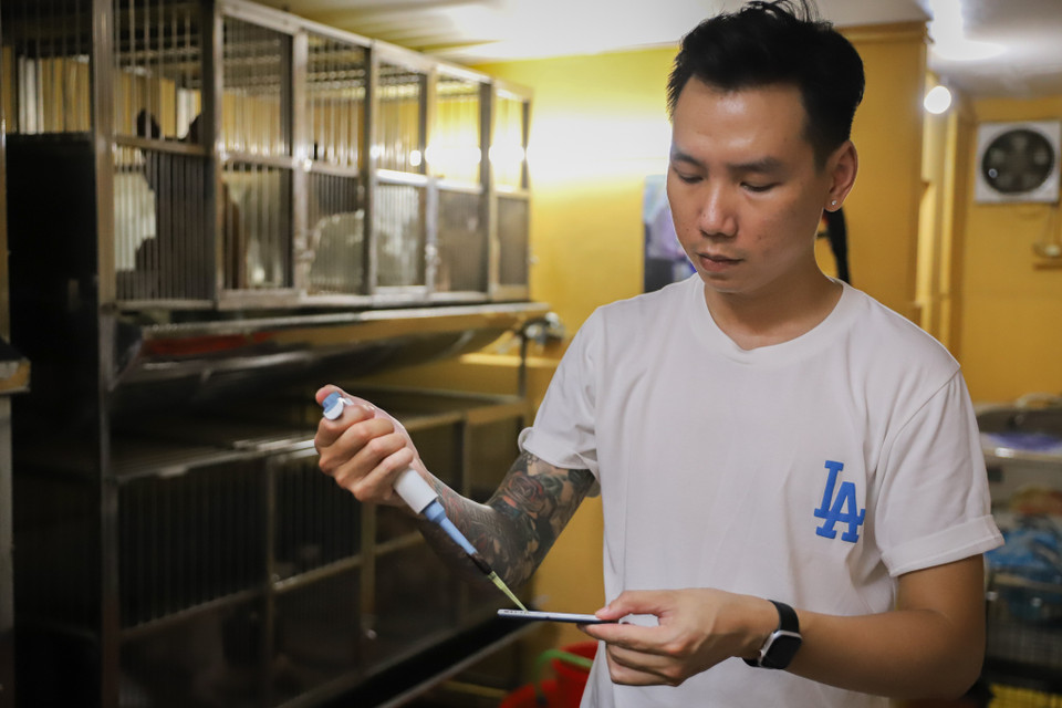 Ngoài việc cung cấp dưỡng chất, anh còn để ý tới ngày rụng trứng của chó mẹ để căn thời gian phối giống đạt kết quả tốt nhất. (Ảnh: Hoài Nam/Vietnam+)