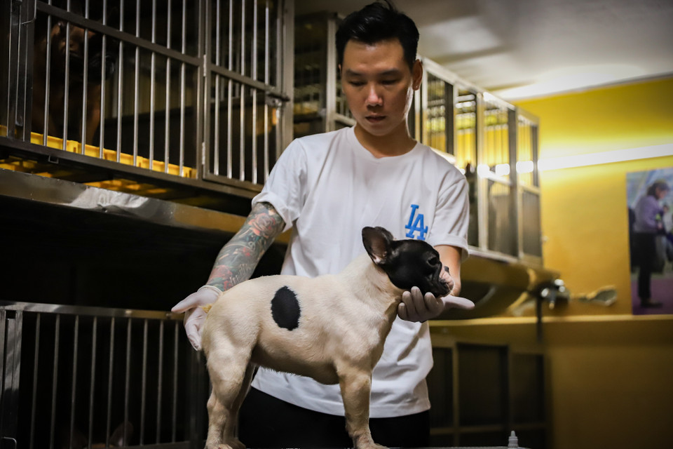 Trung bình mỗi năm con cái trưởng thành có thể sinh sản 2 lần nhưng anh Trung chỉ cho chúng đẻ 1 lần trong năm để đảm bảo sức khỏe cho chúng cũng như cho ra đời những chú chó con khỏe mạnh nhất. (Ảnh: Hoài Nam/Vietnam+)