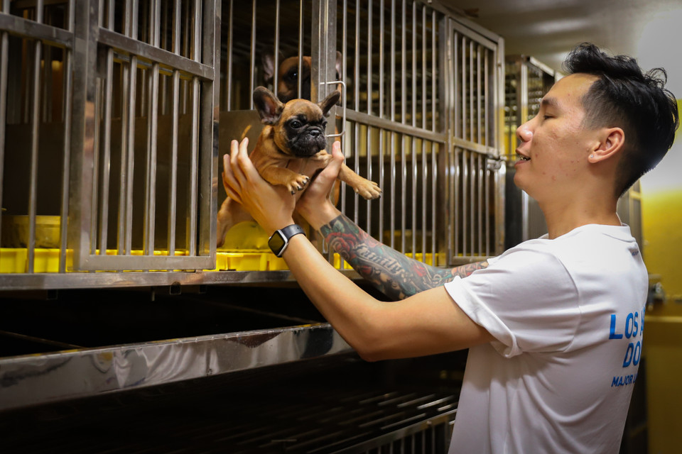 Sau thời gian nuôi làm cảnh, anh thấy giống chó này ít sủa, thân thiện và phù hợp với các gia đình có trẻ nhỏ hay việc nuôi dưỡng ở chung cư. Anh Trung tìm hiểu và nuôi sinh sản để bán ra thị trường. (Ảnh: Hoài Nam/Vietnam+)