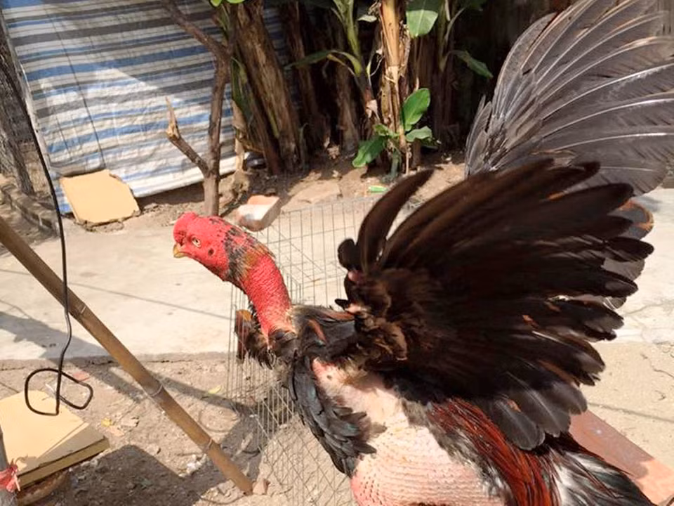 Gà đá cần cổ thường dài, nhưng đừng dài quá bất tiện không lấn vào được lúc giao đấu. (Ảnh: Thanh Tâm/Vietnam+)
