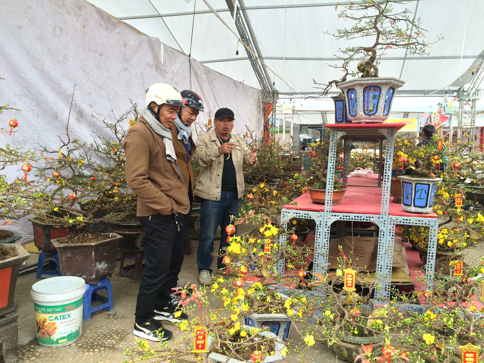 Hoa mai vàng được bày bán tại hội chợ với mức giá dao động từ 500.000-10 triệu đồng/cây tùy thuộc vào thế mai, kích cỡ mai. (Ảnh: Thanh Tâm/Vietnam+)