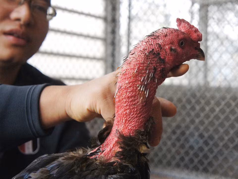 Hàng ngày, Nam dành khá nhiều thời gian cho việc chăm sóc những chú gà chọi của mình. (Ảnh: Thanh Tâm/Vietnam+)