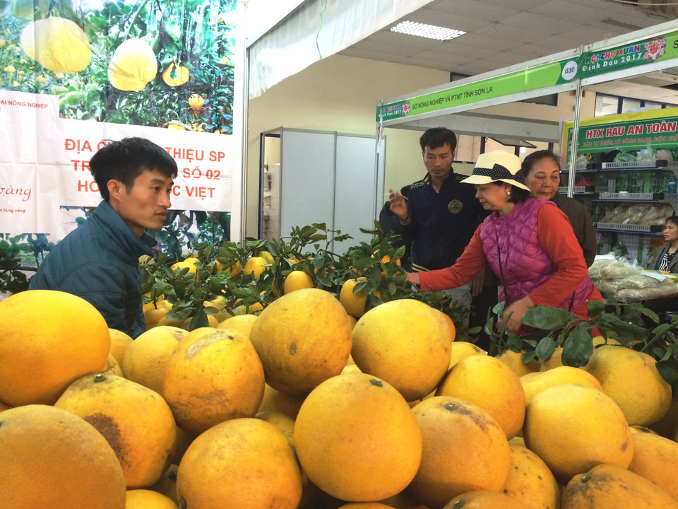 Đặc sản bưởi Diễn có giá 40.000 đồng/quả, loại có cuống và lá có giá 60.000 đồng/quả. Ảnh: Thanh Tâm/Vietnam+)