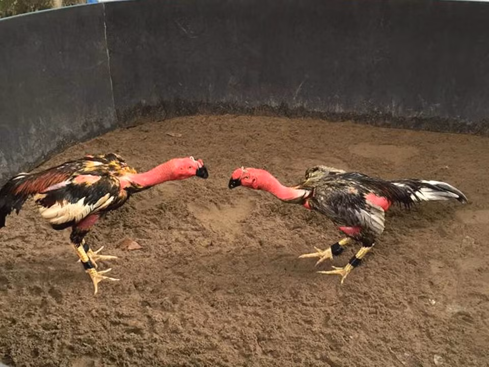 Ngoài hình dáng thì một con gà chọi 'thông minh' là điều rất quan trọng, đó là một chú gà có thế võ hay và có chiến thuật, ít để đối phương đánh vào đầu. (Ảnh: Thanh Tâm/Vietnam+)