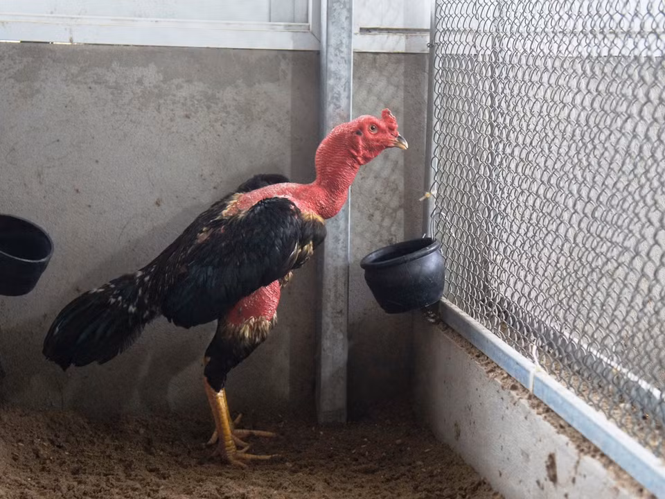 Về đường nét, gà chọi đẹp là con gà mào công, mắt trắng, mỏ ba soi chiều cao khoảng 40-50 cm tính từ chân đến cánh vai, 'khung bệ' tốt. (Ảnh: Thanh Tâm/Vietnam+)