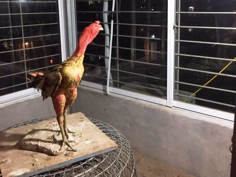 Cổ gà chọi thường phải cứng và linh hoạt để có thế đòn hay. (Ảnh: Thanh Tâm/Vietnam+)./.