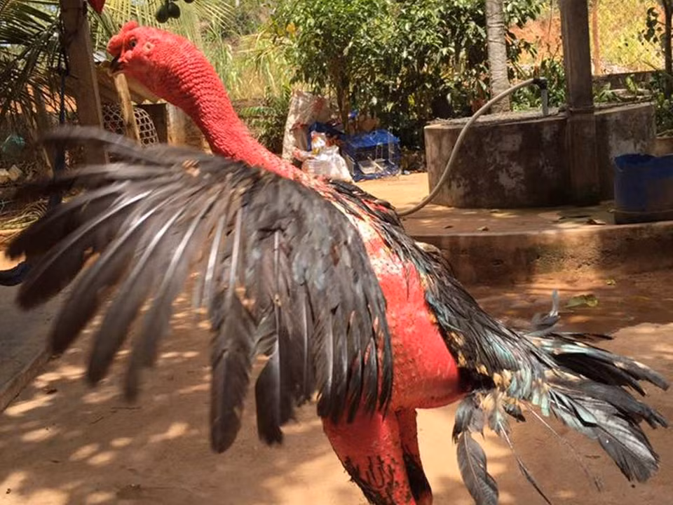 Gà phải tập luyện 2-3 tháng trước khi cho chính thức thi đấu.(Ảnh: Thanh Tâm/Vietnam+)